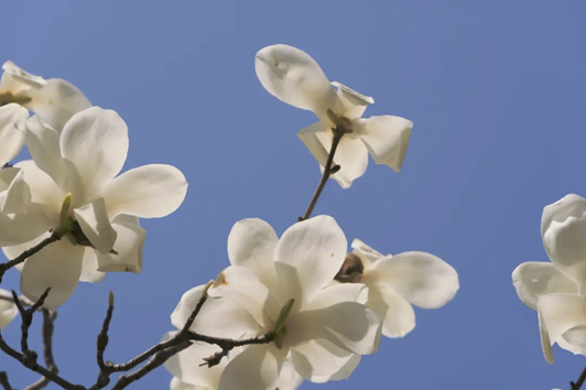 春暖花开 春暖花开
